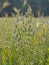 Harvesting field of oats