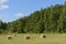 Harvesting. Fields and gold bales of hay in autumn