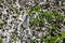 Harvesting. Fields of ripe cotton with open bolls and fluffy white cotton. Israel