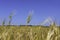 Harvesting. Fields of ripe wheat against of blue sky with clouds