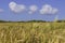 Harvesting. Fields of ripe wheat against of blue sky with clouds