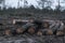 Harvesting firewood in the winter autumn forest. Swamp from sawmill technique and environmental disaster. Destruction of fauna and