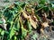 Harvesting fodder beets at home beets without leaves beets with leaves