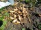 Harvesting fodder beets at home beets without leaves beets with leaves