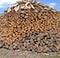 Harvesting of forest logs for the winter