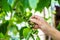 Harvesting  .Fresh green coffee beans by agriculturist hands