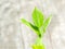 Harvesting fresh mint leaves in the garden