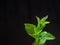 Harvesting fresh mint leaves in the garden