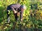 Harvesting fresh organic beetroot.