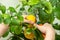 Harvesting fresh tasty lemons from potted citrus plant. Close-up of the females hands who harvest the indoor growing lemons with