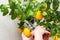 Harvesting fresh tasty lemons from potted citrus plant. Close-up of the females hands who harvest the indoor growing lemons with