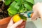 Harvesting fresh tasty lemons from potted citrus plant. Close-up of the females hands who harvest the indoor growing lemons with