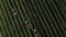 Harvesting fruit orchard in Italy. Aerial view of pickers at work. Commercial food production, agriculture. Export of
