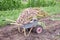 Harvesting. Garden wheelbarrow full of fresh white and purple garlic from the garden bed