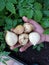 harvesting garlic in the family urban garden, harvesting giant cloves of garlic
