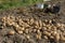 Harvesting. good harvest of potatoes. The woman reaps potatoes crop.