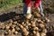 Harvesting. good harvest of potatoes. The woman reaps potatoes crop.