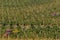 Harvesting of grapes