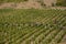 Harvesting of grapes