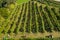 Harvesting grapevine in vineyard, aerial view of winery estate in Europe