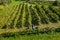 Harvesting grapevine in vineyard, aerial view of winery estate in Europe