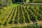 Harvesting grapevine in vineyard, aerial view of winery estate in Europe