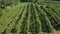 Harvesting grapevine in vineyard, aerial view of winery estate in Europe, workers pick grapes, aerial view