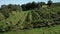 Harvesting grapevine in vineyard, aerial view of winery estate in Europe, workers pick grapes, aerial view