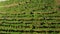 Harvesting grapevine in vineyard, aerial view of winery estate in Europe, workers pick grapes, aerial view