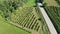 Harvesting grapevine in vineyard, aerial view of winery estate in Europe, workers pick grapes, aerial view