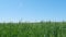 Harvesting green wheat. Fresh young wheat ear in the morning light stalk staggers in the wind.