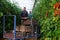 Harvesting in greenhouse, crop of tomatoes in crates