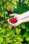 Harvesting - handful of red raspberries