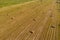 Harvesting hay for the winter, fodder for cattle, round bales in the field view from above