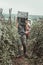 Harvesting helper hold empty crates to picking up ripe tomatoes