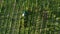 Harvesting hops in the field. Drone view.