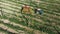 Harvesting hops in the field with a tractor aerial view.