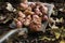 Harvesting Jerusalem artichoke (Helianthus tuberosus