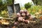 Harvesting Jerusalem artichoke from the soil