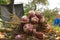 Harvesting Jerusalem artichoke from the soil with shovel