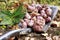 Harvesting Jerusalem artichoke from the soil with a shovel