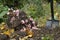 Harvesting Jerusalem artichoke from the soil with a shovel