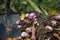 Harvesting Jerusalem artichoke from the soil with a shovel