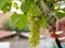 Harvesting Joy: Farmers Hand Cutting Grapes in Vineyard