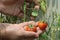 Harvesting juicy orange tomatoes using organic farming methods without any chemical fertilizer. Holding home grown vegetables