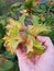 Harvesting large organic hazelnuts during late autumn