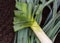 Harvesting leeks. A large ripe leek is lying on the ground. View from above