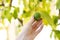 Harvesting lemons. Hand picking limes. Green citrus fruit. Side view. Lime hangs wallpaper. Young lemon