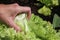 Harvesting Lettuce