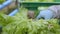 Harvesting lettuce in a hydroponic farm